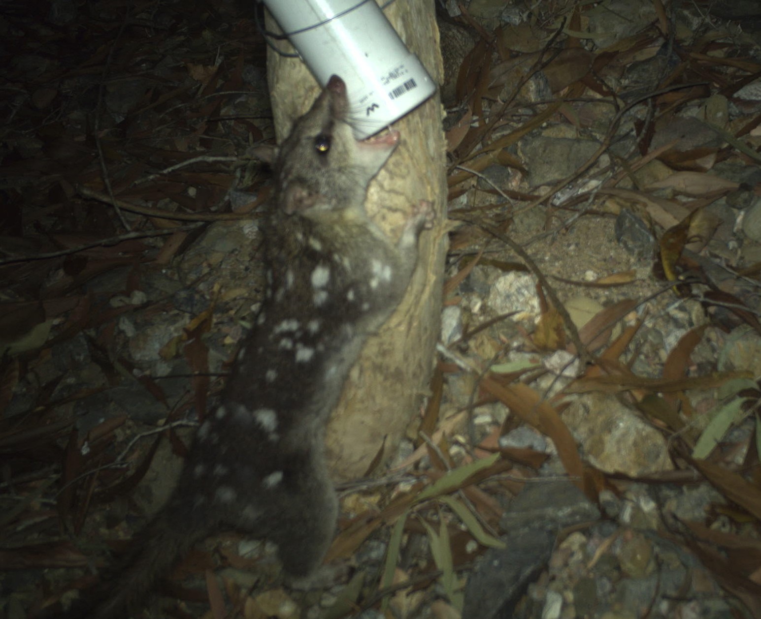 Northern Quoll (Dasyurus hallucatus)
