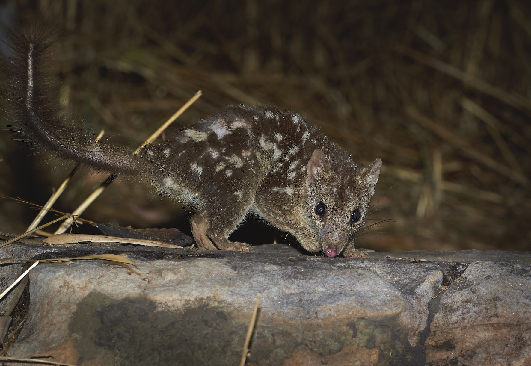 Northern quoll (Dasyurus hallucatus)