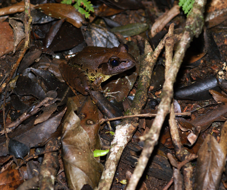Fleay's barred frog - Rainforest Rangers