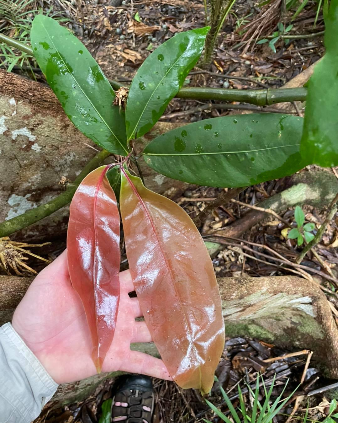Daintree Rainforest plants Rainforest 4
