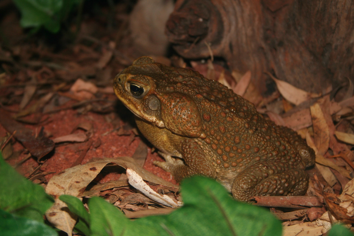 Cane Toads in the Daintree Lowland Rainforest Rainforest 4