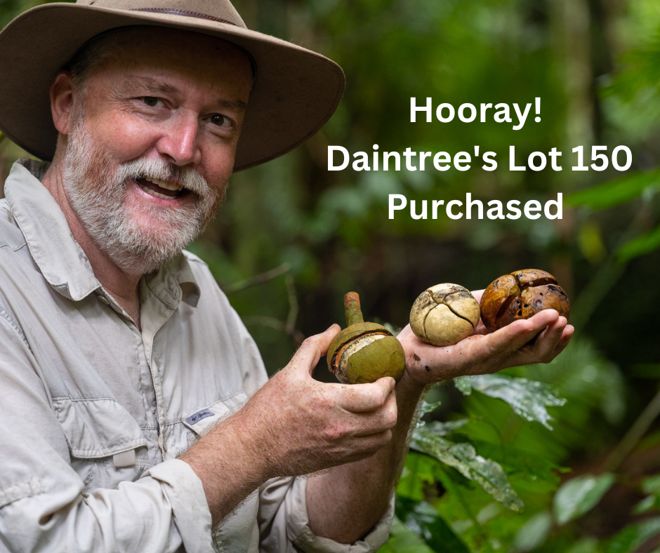 Daintree's Lot 150 Purchased for Conservation! Rainforest 4