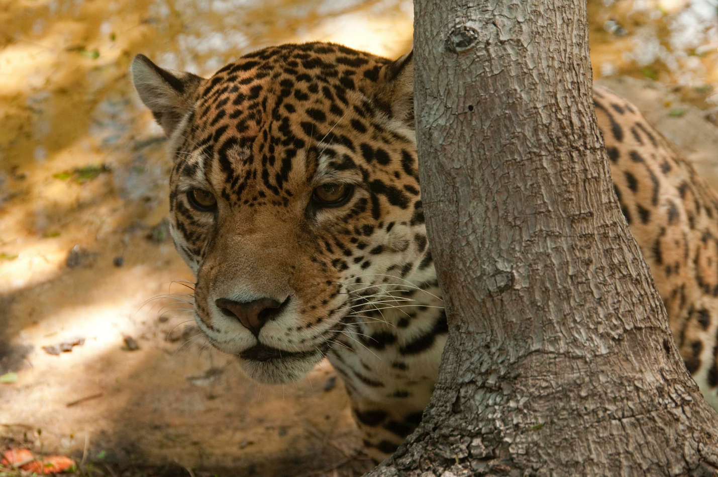 Petition_Tiger.png