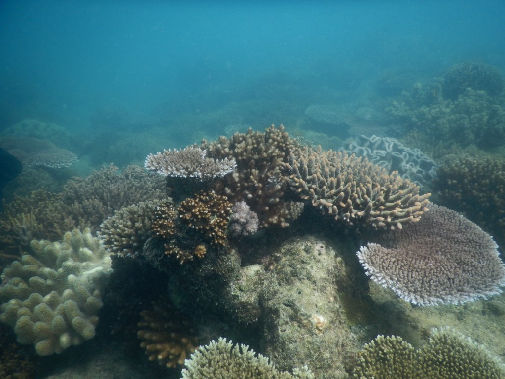 Around the Reef Reef Check Australia May 2023 Reef Check Australia