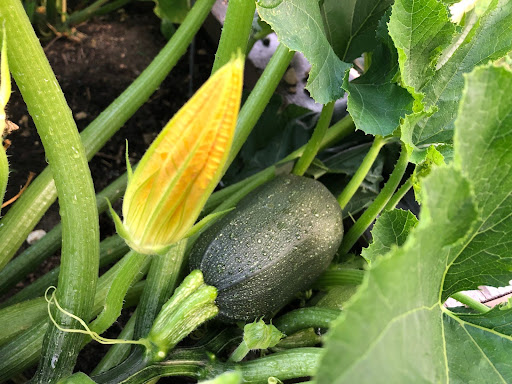 Pumpkin and heirloom purple beans from Betsy’s garden