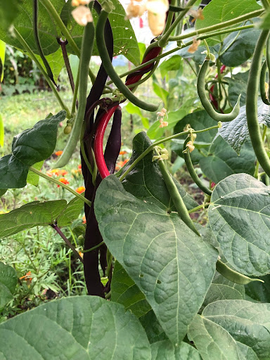 Pumpkin and heirloom purple beans from Betsy’s garden