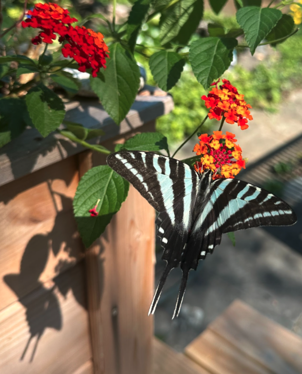 A Swallowtail settles in on Lantana in my garden, casting a delicate shadow