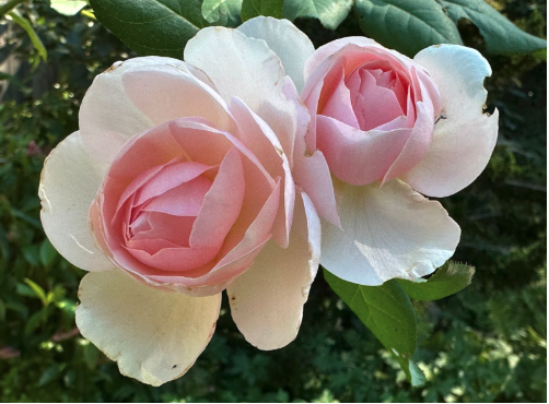 Pink and white roses from Cynthia's garden