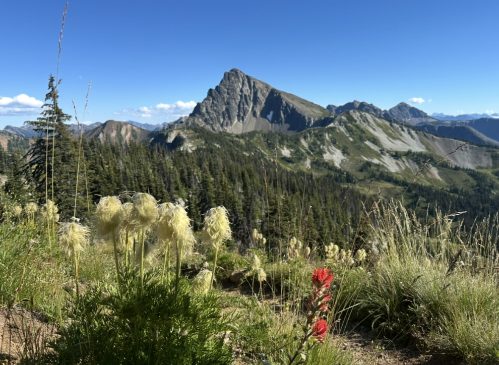 A scenic view of the Pacific Crest Trail in Washington State. In the foreground, soft white wildflowers and a single red paintbrush bloom stand out against a field of grass. Behind them, dense evergreen trees cover rolling hills, leading up to a jagged, rocky mountain range under a clear blue sky.
