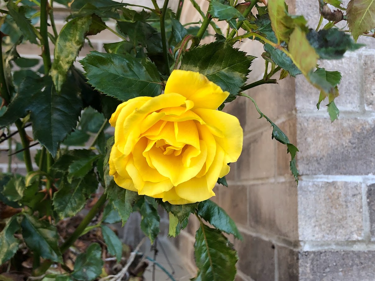 Yellow_Rose.jpg