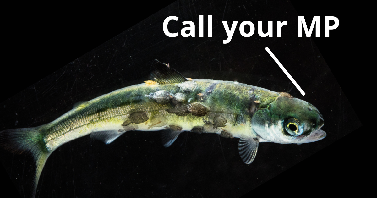An image of a juvenile wild salmon covered in sea lice saying 'Call your MP.'