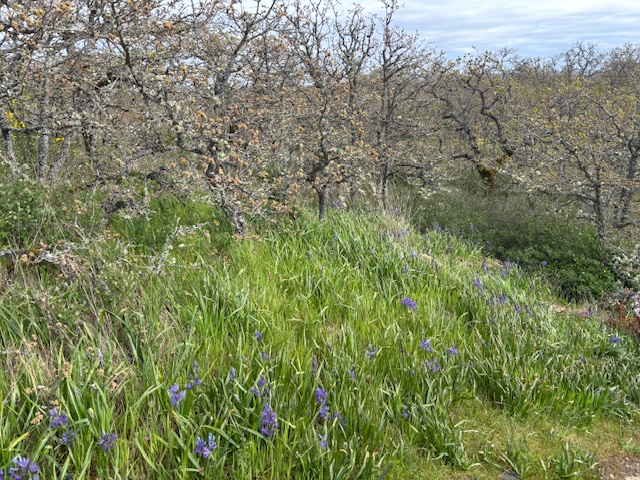 We love our Garry Oaks and Camas