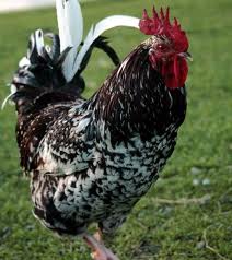 spotted_rooster.jpg
