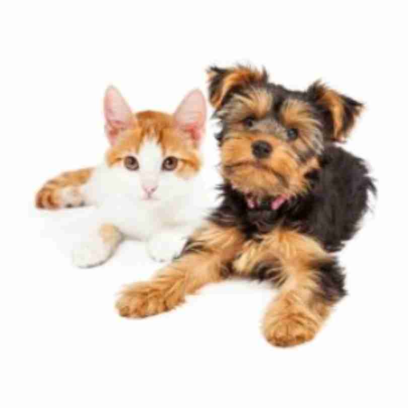 Wise Whiskers - City of Calgary Animal Services