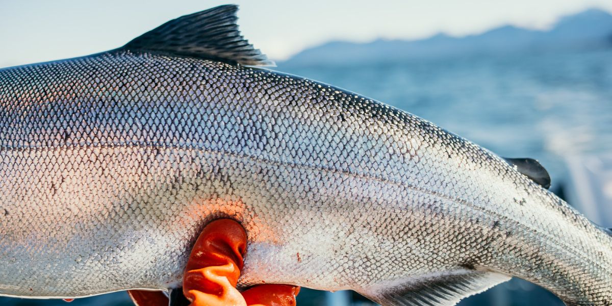 By Caitlin Blaisdell By Caitlin Blaisdell