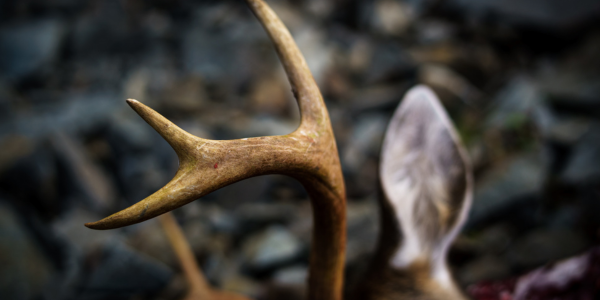 By Bethany Goodrich By Bethany Goodrich