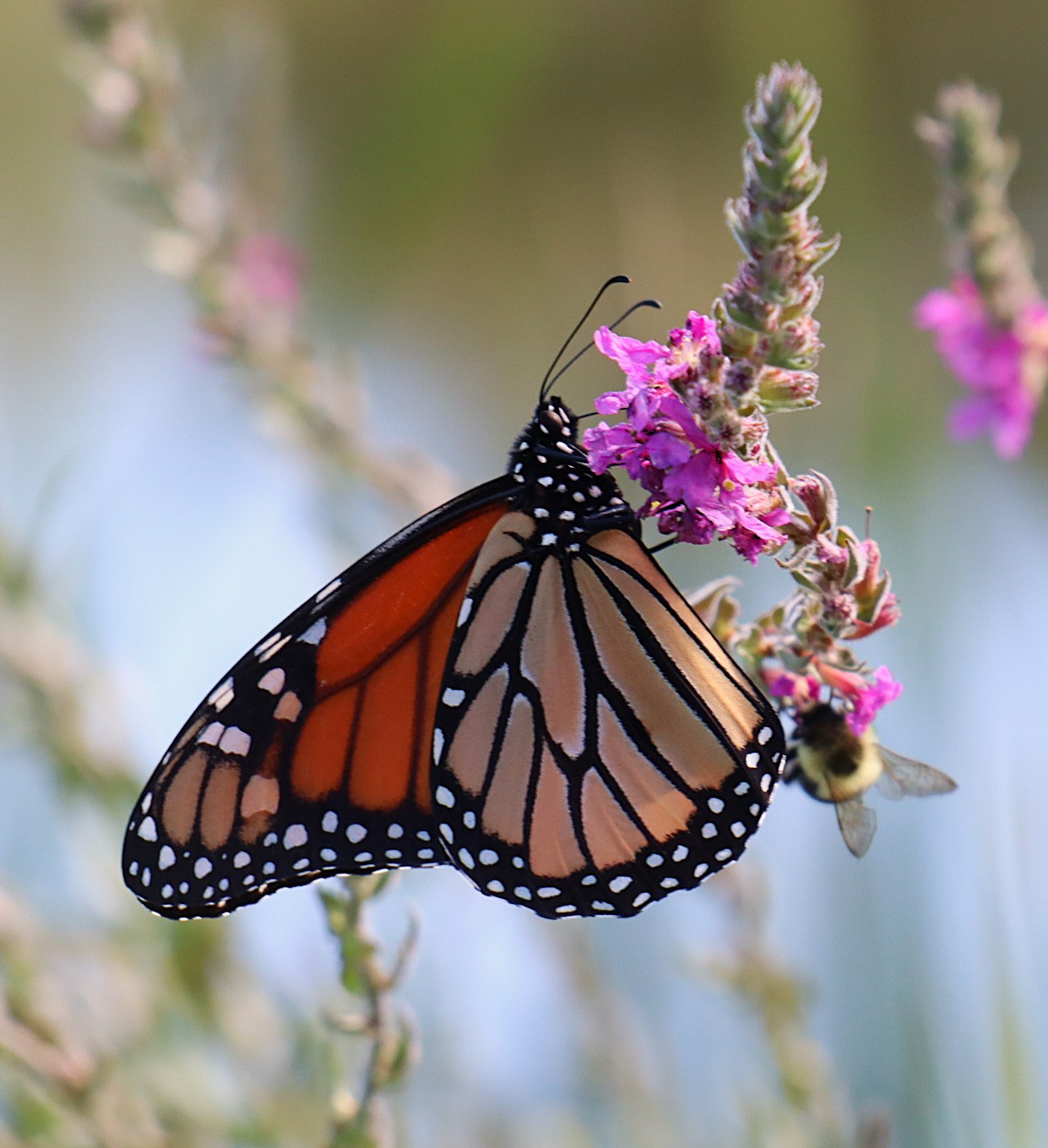 https://www.ssji.ca/monarch_report_august_2025