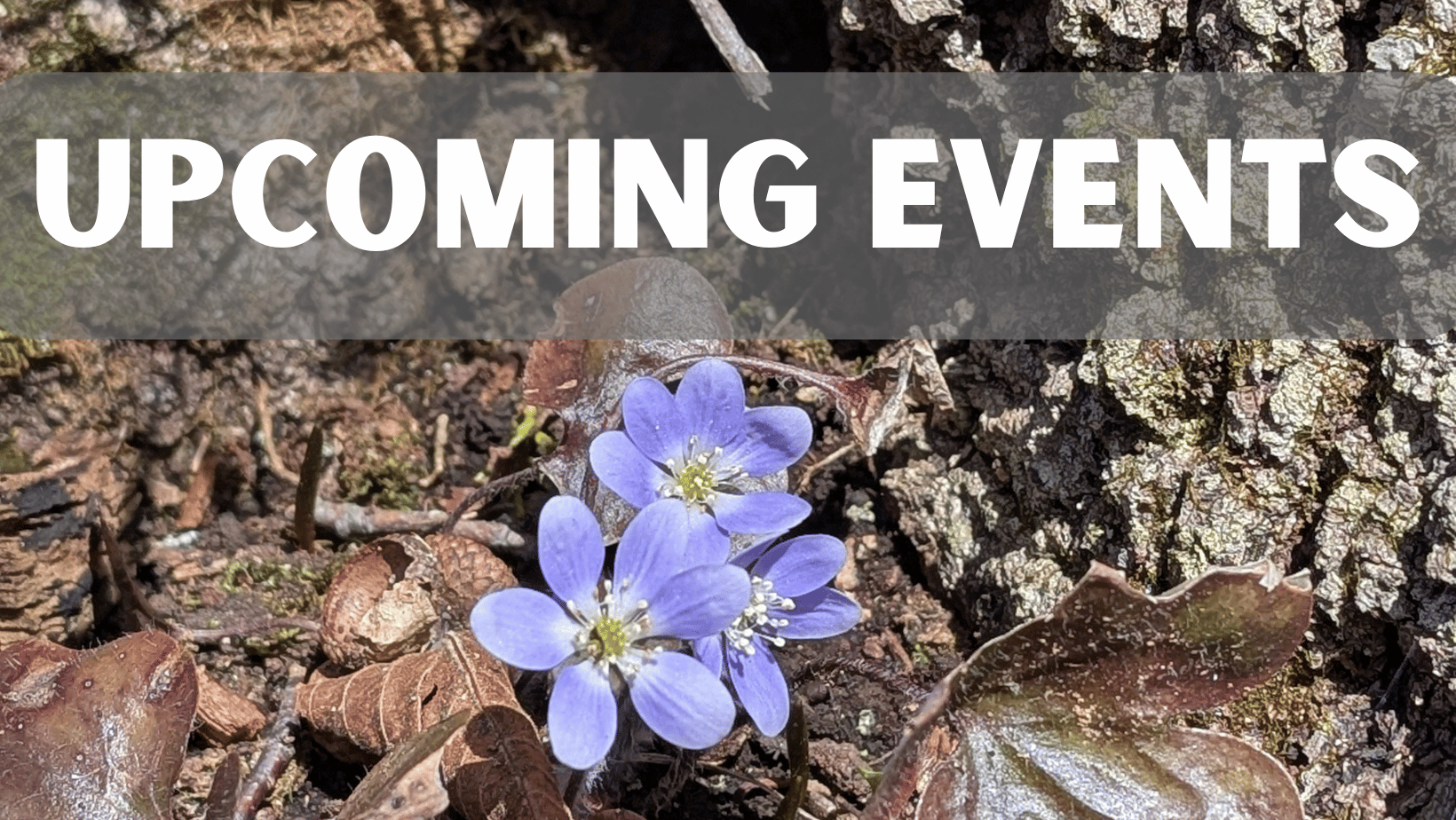 https://www.ssji.ca/events