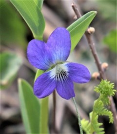 https://www.ssji.ca/2026_wildflower_walk