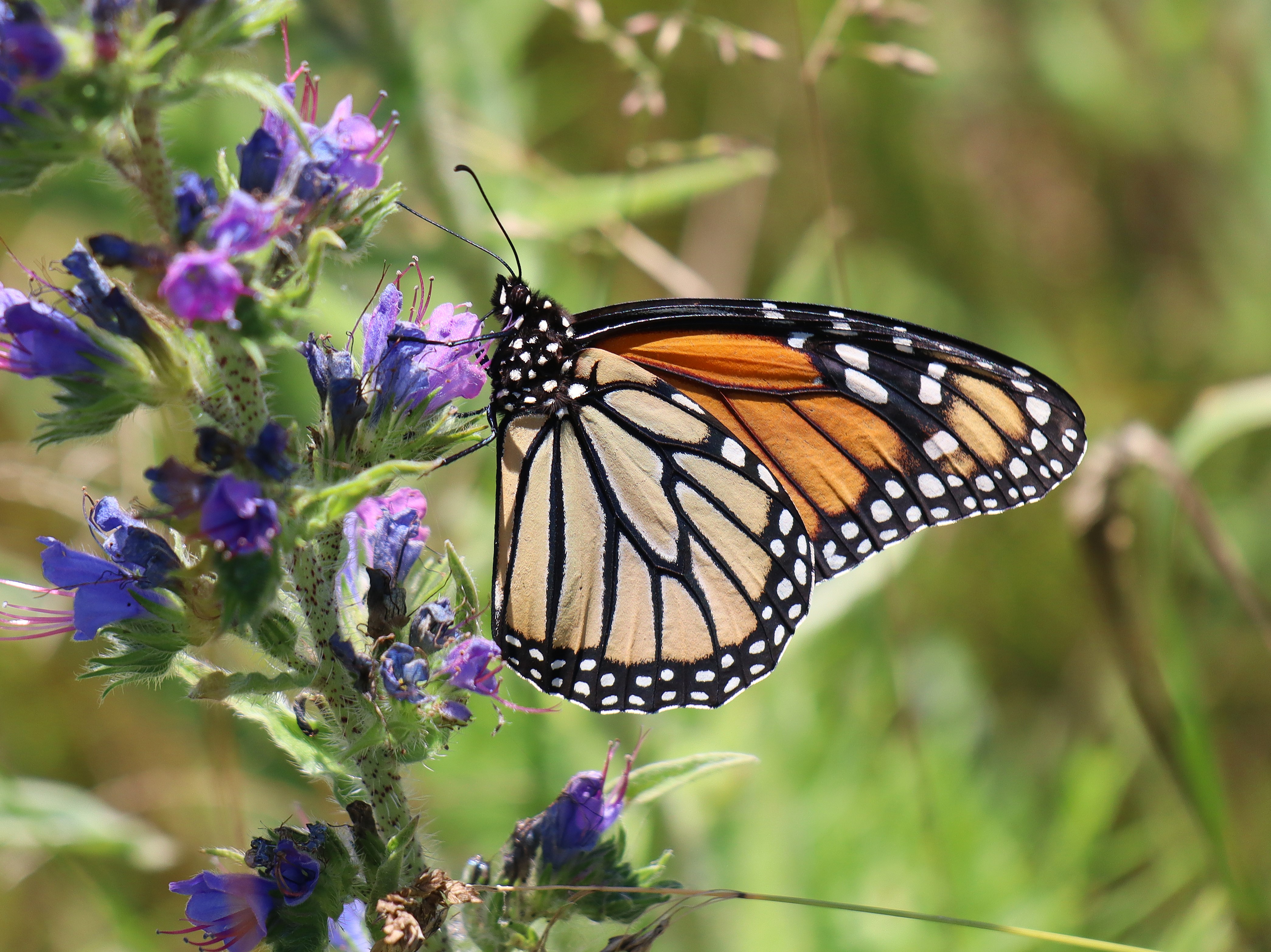 https://www.ssji.ca/point_petre_safari_july_2026