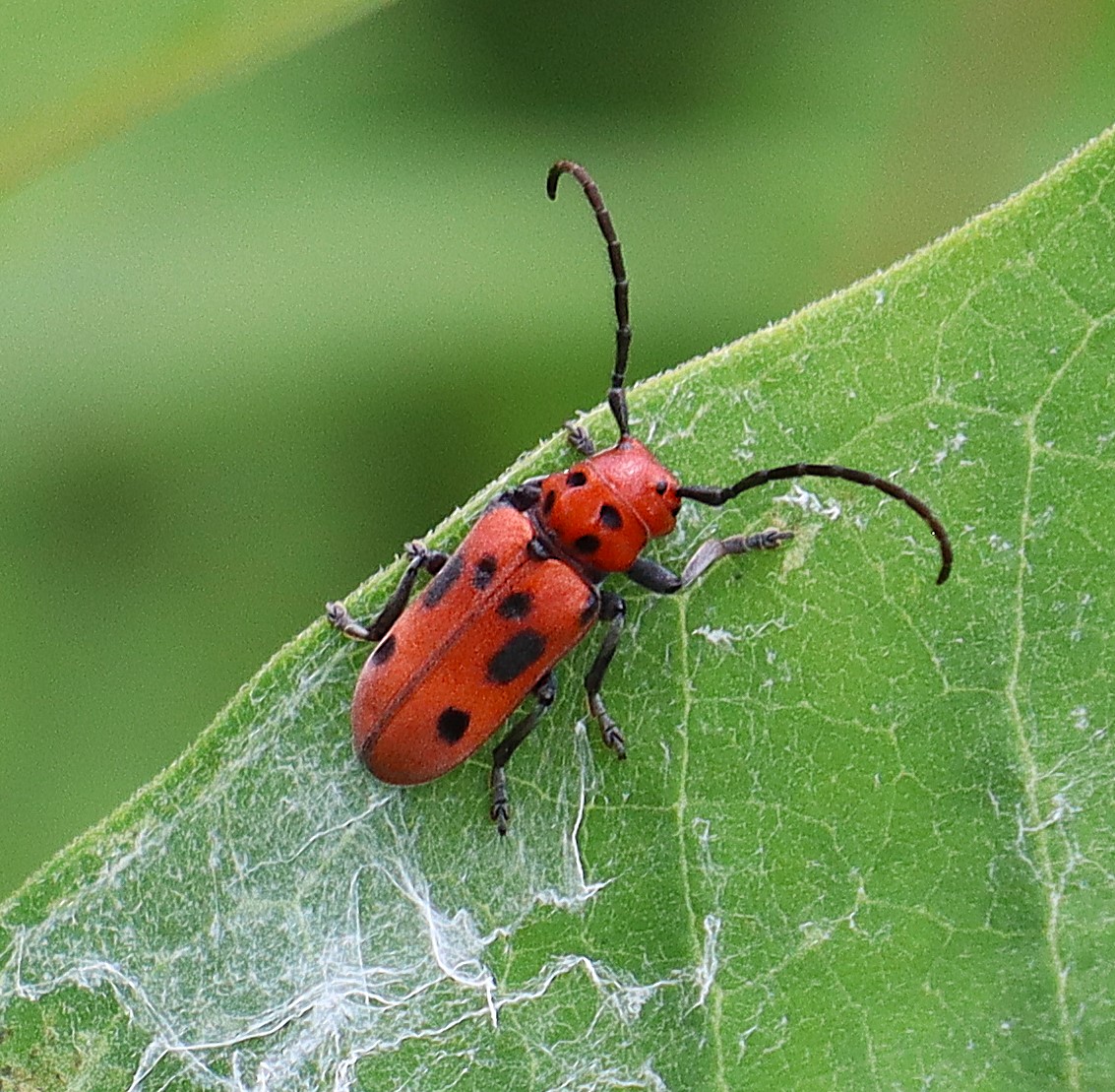 https://www.ssji.ca/standing_water_orbweavers_and_wild_carrots