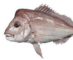 Fish Recovery Program announced