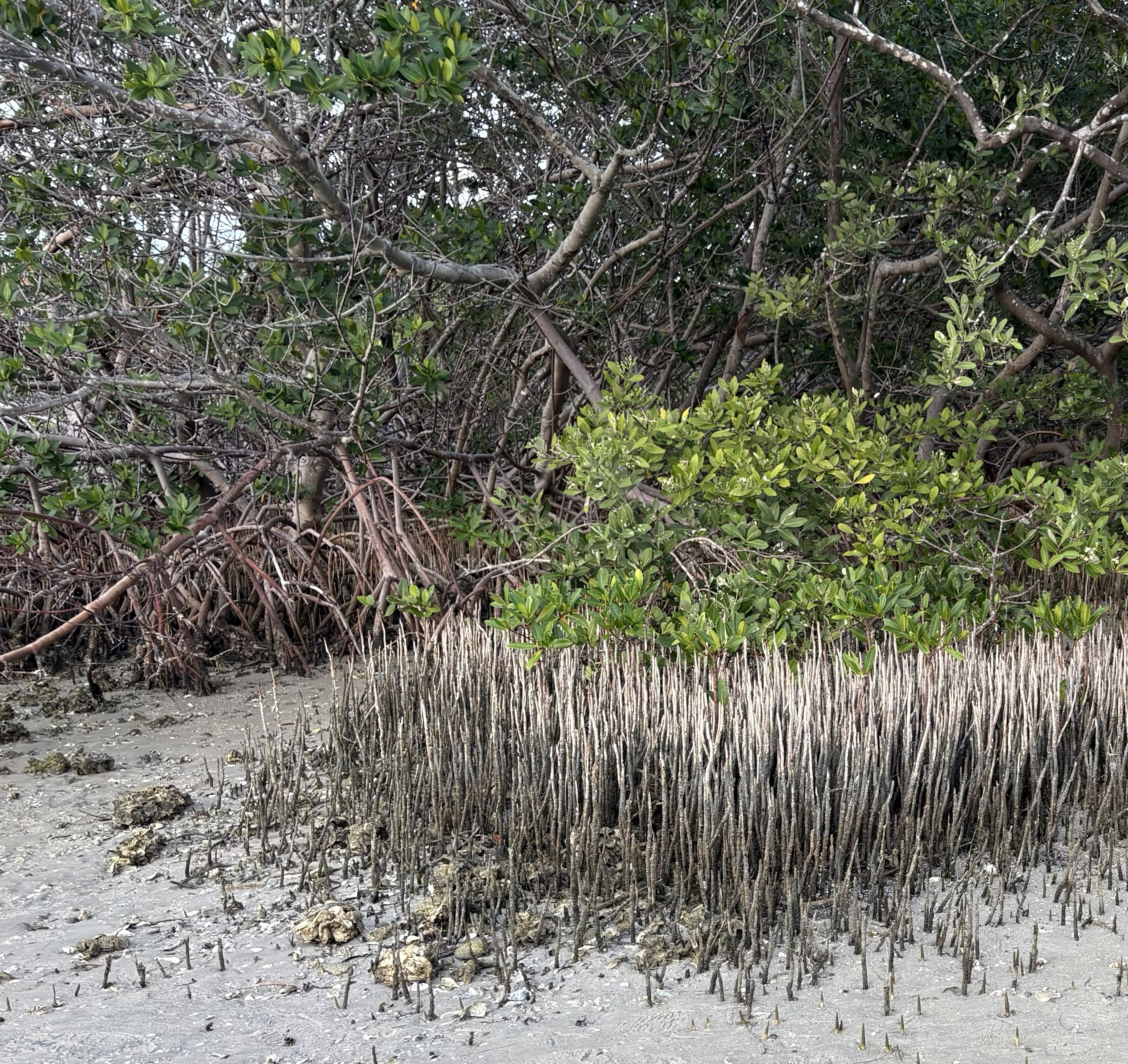 red and black mangrove roots