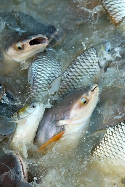 Offshore Factory Fish Farms