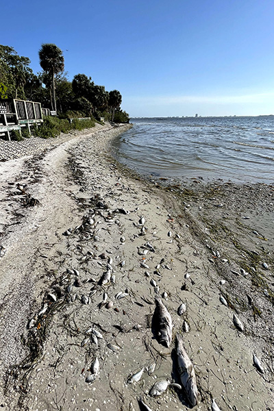 Piney Point Litigation