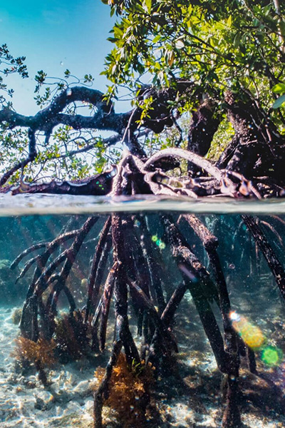 Mangrove Protections