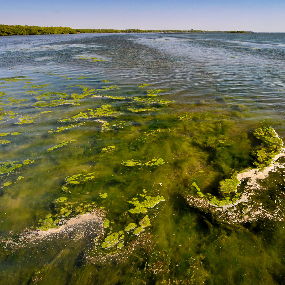 Taking Action to Restore the Suncoast