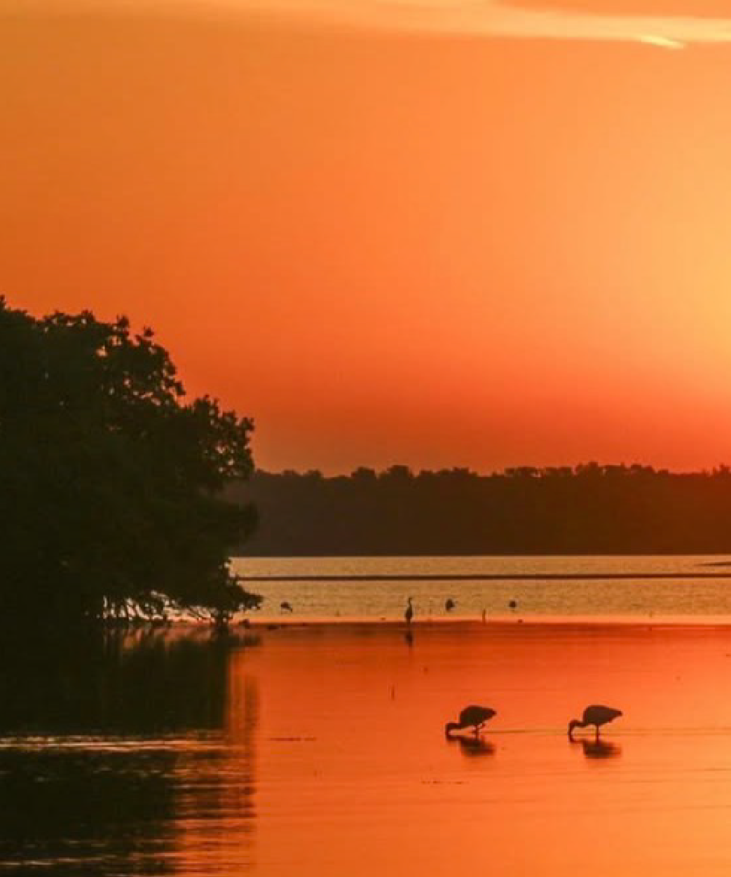 Sign our Petition to Stop the Skyway Cruise Port!