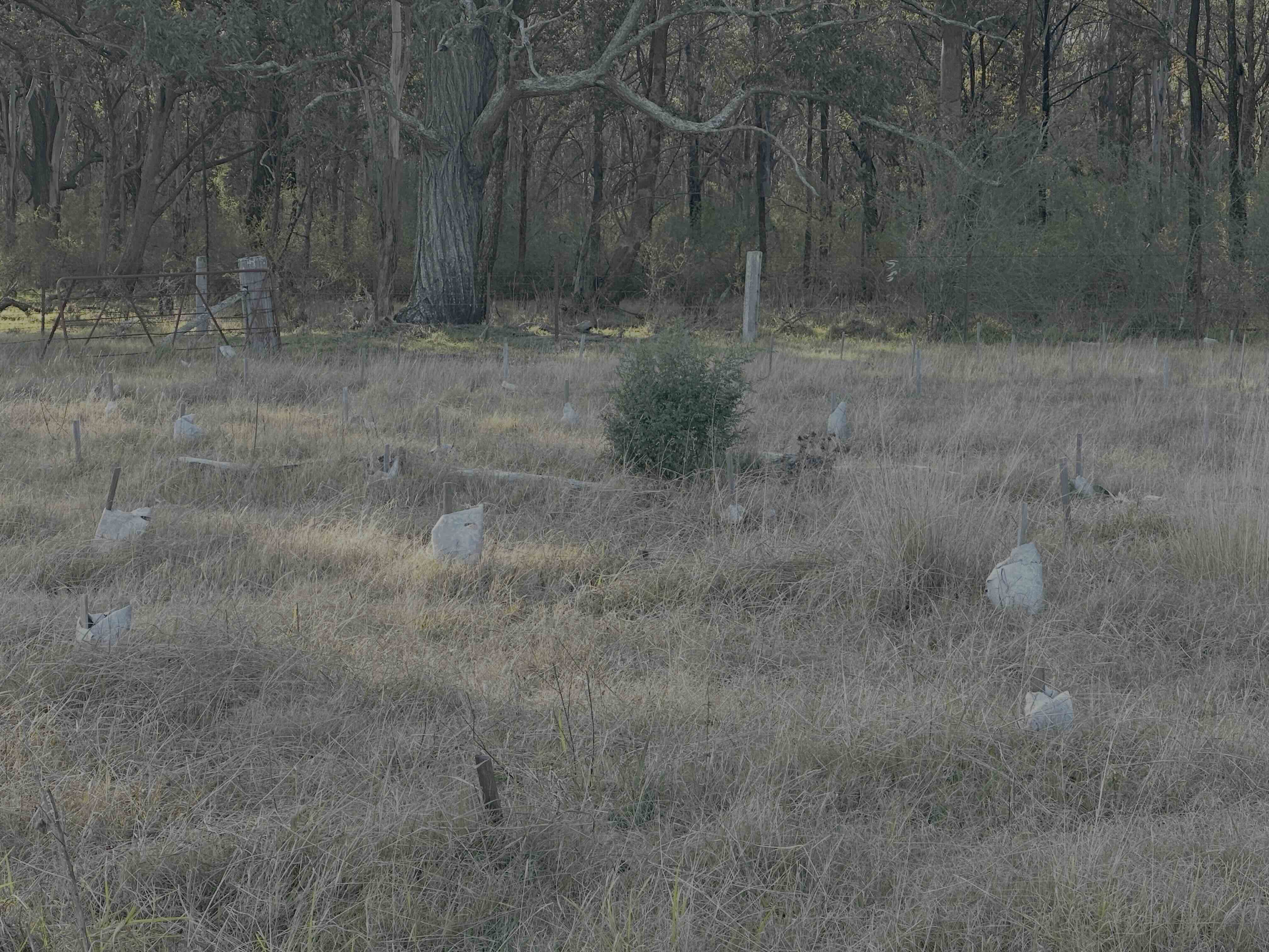 Failed revegetation Noorumba Biobank