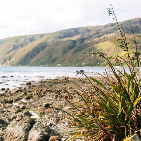 Photo of Mackay | Paraparaumu