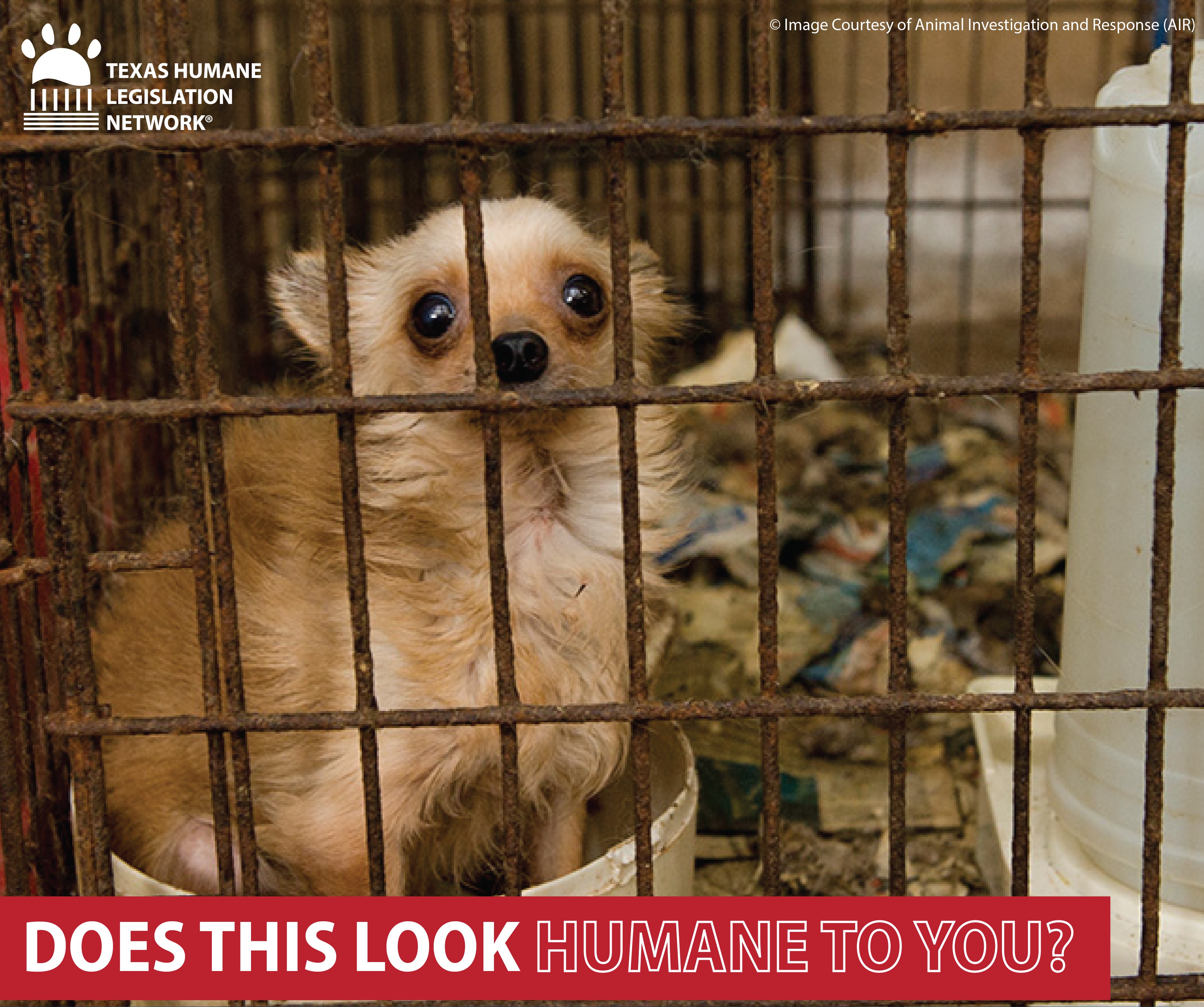 Legislation Filed to Reform the Texas Licensed Breeders Program Texas