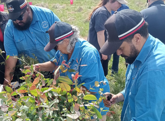 Regeneration work with the Banbai Rangers. Photo: Banbai Rangers
