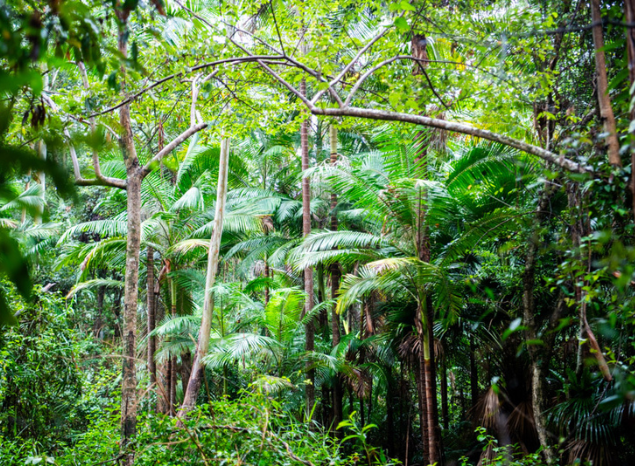 Minyumai Indigenous Protected Area. Photo: Annette Ruzicka.