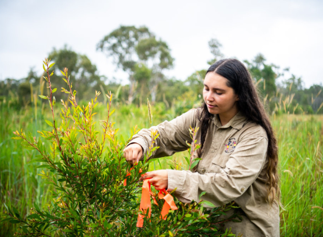 Regeneration work on Minyumai IPA. Photo: Annette Ruzicka.