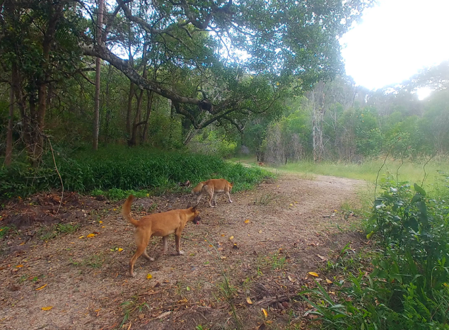 Dingoes spotted at Minyumai IPA. Photo: Minyumai Land Holding Aboriginal Corporation.