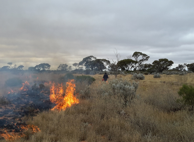 Spinifex Rangers managing fire on Anangu Tjutaku IPA, Great Victoria Desert. Photo: Alan McDonald.
