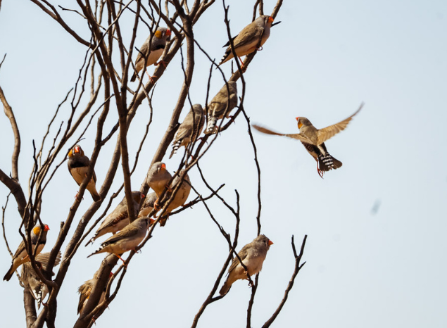 Zebra finches in Ngurra Kayanta IPA, WA. Photo: Annette Ruzicka