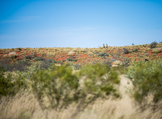 There is a diversity of plants living in Desert Country, Ngurra Kayanta IPA. Photo: Annette Ruzicka