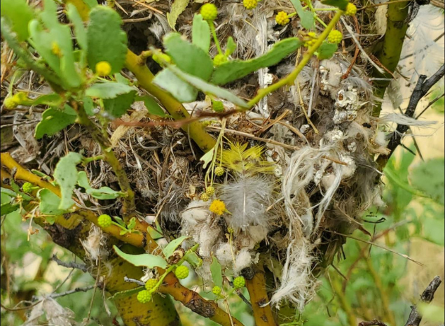 An old Zebra Finch nest containing a night parrot feather on Ngururrpa IPA. Photo: Ngururrpa Rangers. An old Zebra Finch nest containing a night parrot feather on Ngururrpa IPA. Photo: Ngururrpa Rangers.