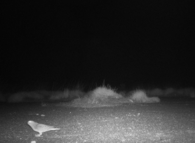 Night camera image of a night parrot on Ngururrpa IPA. Photo: Ngururrpa Rangers. Night camera image of a night parrot on Ngururrpa IPA. Photo: Ngururrpa Rangers.