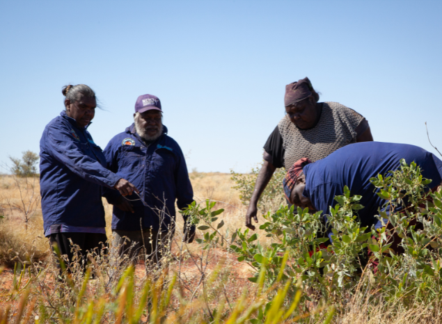 Ngururrpa Rangers monitor numerous threatened species on their IPA. Photo: Sam Frederick. Ngururrpa Rangers monitor numerous threatened species on their IPA. Photo: Sam Frederick.