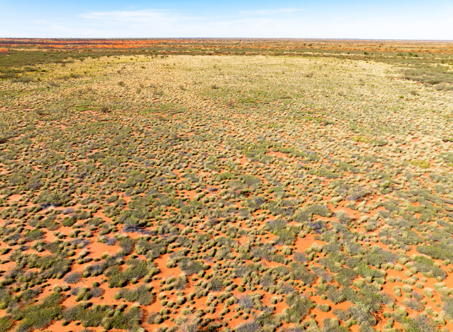 Night parrots live in the spinifex. Photo: Annette Ruzicka. Night parrots live in the spinifex. Photo: Annette Ruzicka.