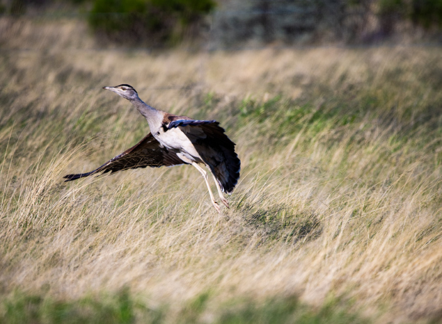 An Australian bustard taking flight at Ngurra Kayanta. Photo: Annette Ruzicka. An Australian bustard taking flight at Ngurra Kayanta. Photo: Annette Ruzicka.