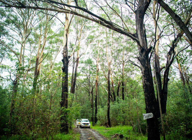 The Minjehla Track was restored by the Rangers. Photo: Annette Ruzicka.