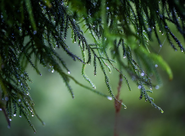 Healthy land, healthy culture on the Minyumai IPA. Photo: Annette Ruzicka.