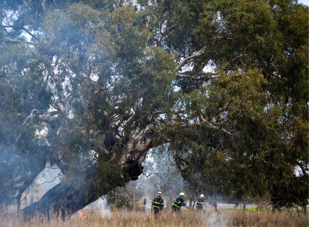 Narrap Rangers conduct cultural burning. Photo: Annette Ruzicka.